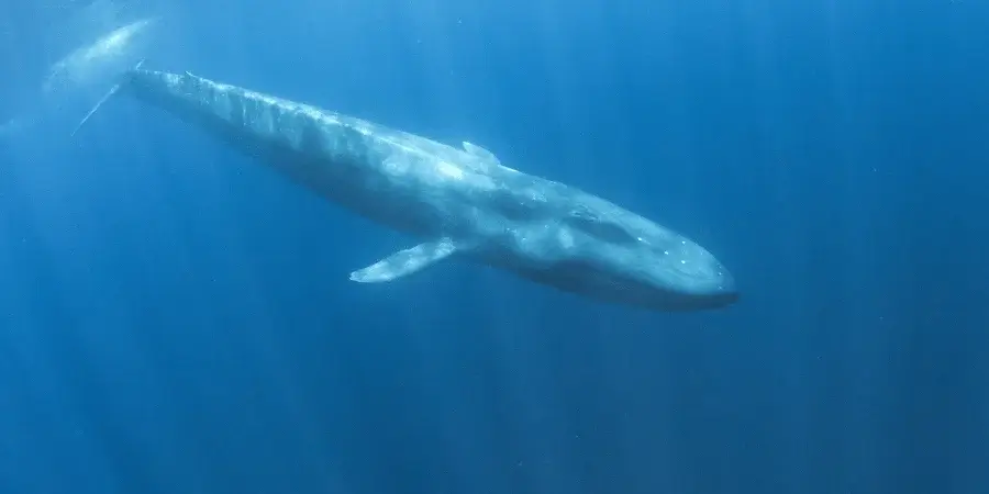 A blue whale swimming, showcasing the size of a creature measuring 100 feet.