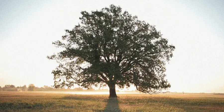 Large Eastern Cottonwood tree, reaching up to 100 feet in height.