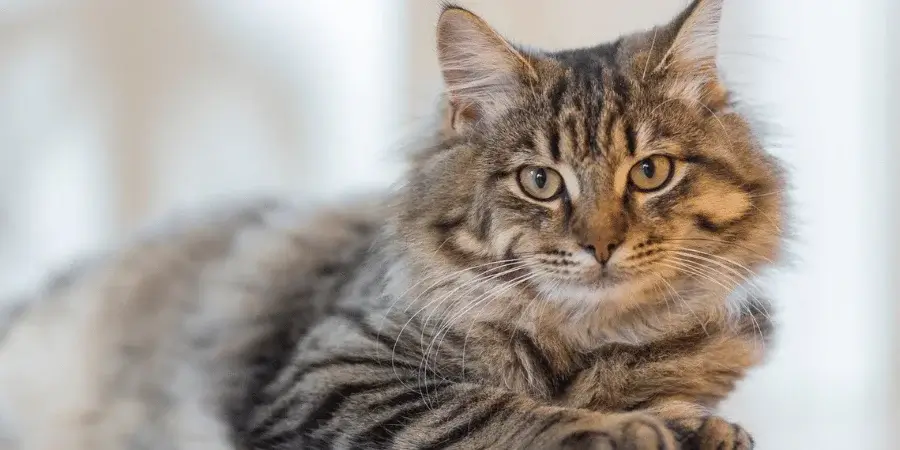 A close-up of a cat with distinct stripes and attentive eyes, lying comfortably.