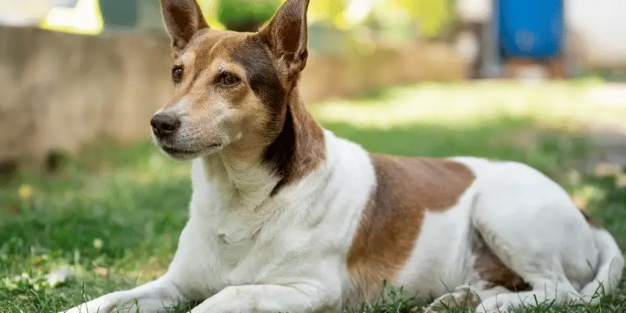 A brown and white dog lying on green grass, looking calm and relaxed in the natural sunlight.
