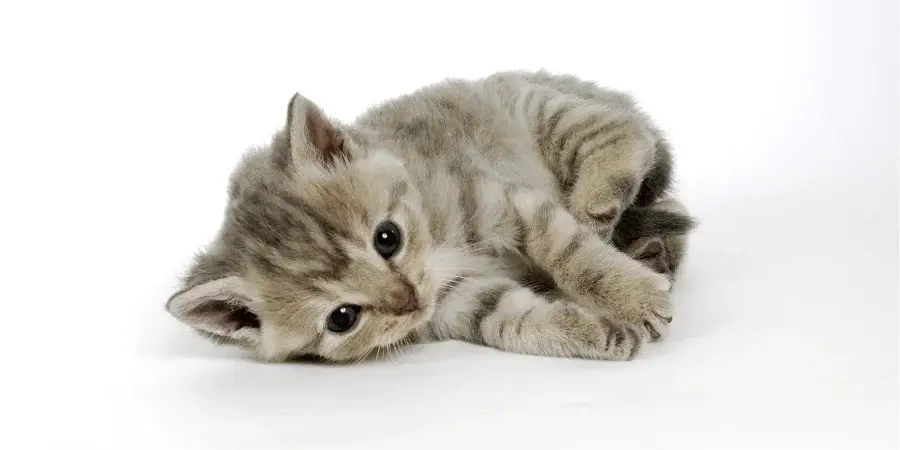 A newborn kitten, weighing around 100 grams at birth.