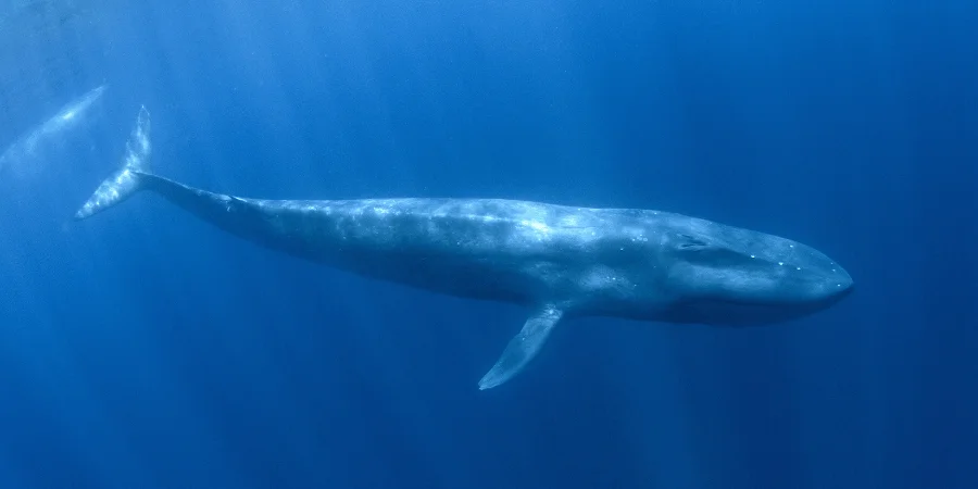 Blue whale swimming in deep ocean waters with sunlight filtering through.