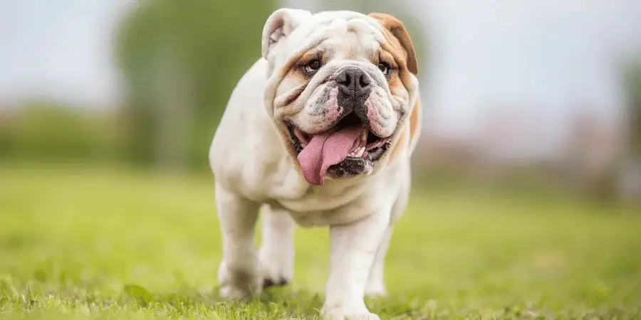 Close-up of an English Bulldog with a muscular body and wrinkled face.
