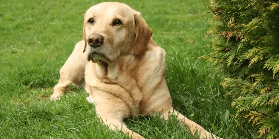 A Labrador Retriever lying on the grass, representing the average weight of a Labrador which is around 30kg, similar to the weight of this dog breed.