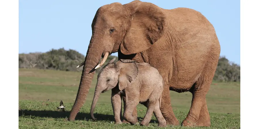 A baby elephant calf walking with its mother in a grassy savannah under clear skies. 