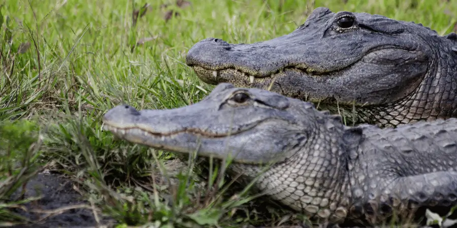 Two alligators lying on the grass, enjoying the sun in a natural setting.