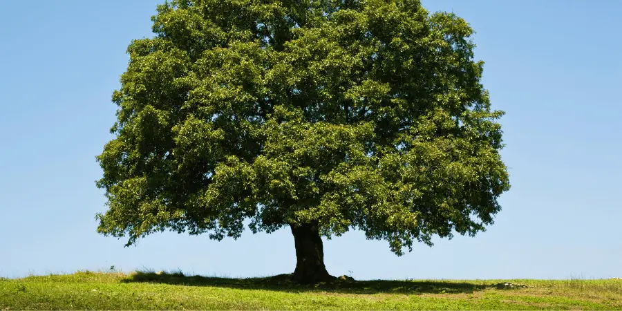 Large English oak tree with lush green foliage standing tall in an open meadow under a clear blue summer sky.