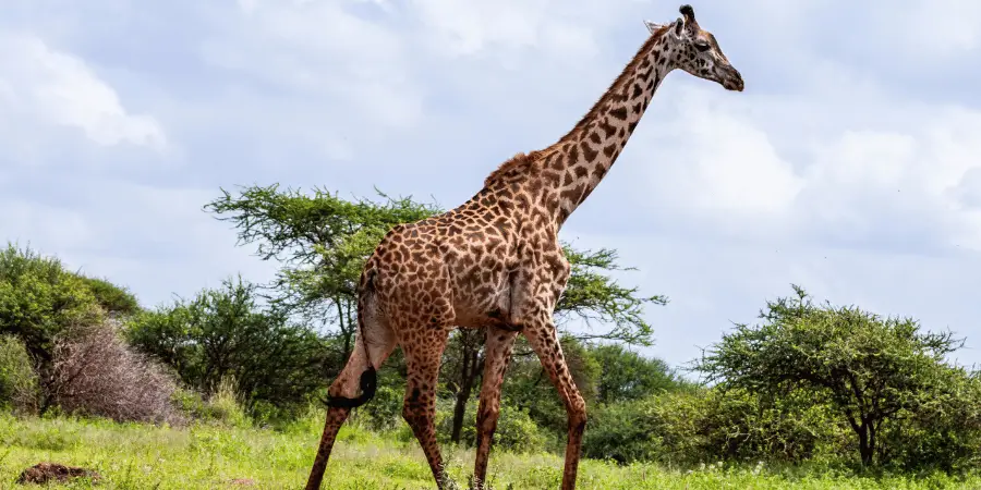 A tall giraffe walking through the savannah, showcasing its unique patterns and long neck against the blue sky and trees.