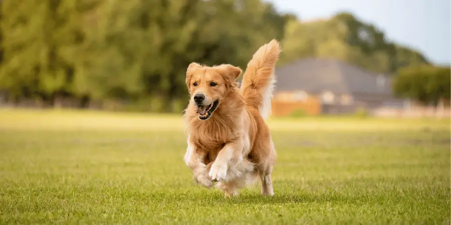 A joyful golden retriever dog running through a grassy field with its tail up and ears flopping.