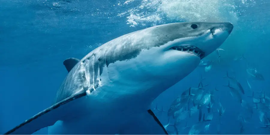 Powerful great white shark swimming underwater in the ocean surrounded by fish, showing sharp teeth.