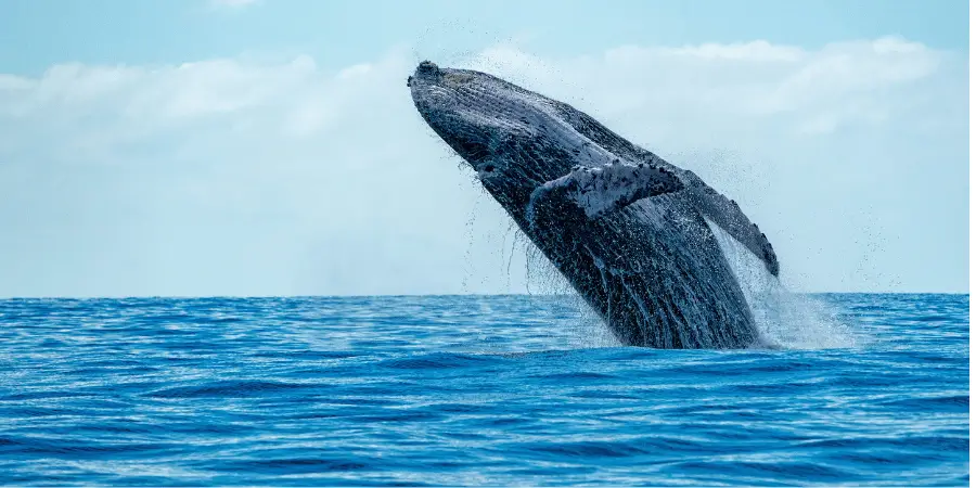 Grey whale breaching the ocean's surface with water splashing around.