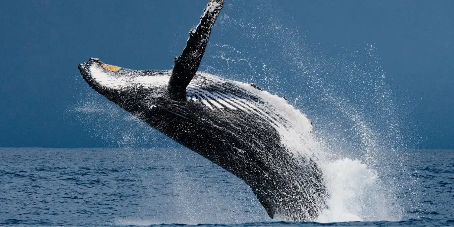 Humpback whale breaching in the ocean with water splashing around it.