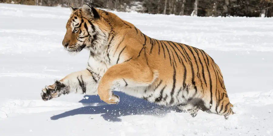 Siberian tiger leaping through snow, showcasing its powerful body and distinct stripes.