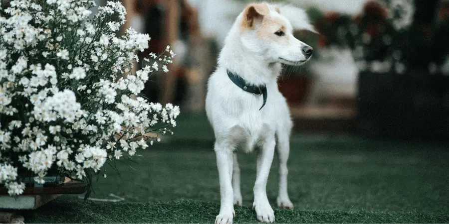Dog in garden with flowers standing tall near a blooming flower bed.