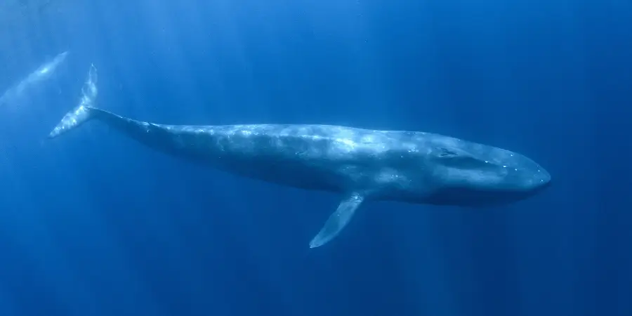 Majestic blue whale swimming deep underwater, largest animal on Earth, marine wildlife photography in natural ocean habitat.