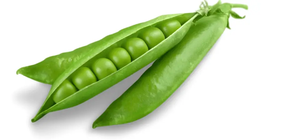 Fresh green peas neatly lined inside an open pea pod.