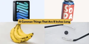 11 Common Things That Are 8 Inches Long
