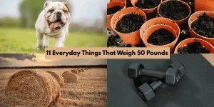 11 Everyday Things That Weigh 50 Pounds