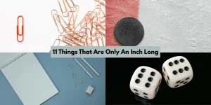 11 Things That Are Only An Inch Long