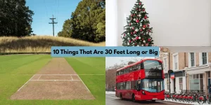 10 Things That Are 30 Feet Long or Big