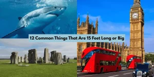 12 Common Things That Are 15 Feet Long or Big