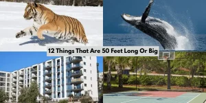 12 Things That Are 50 Feet Long Or Big